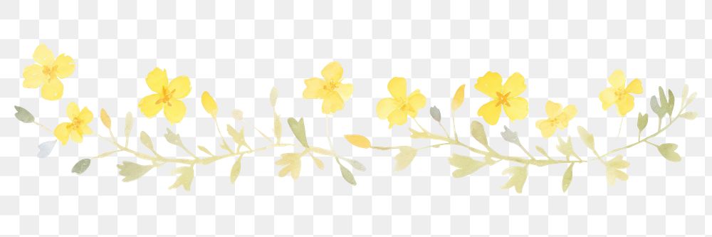 PNG Yellow flower as divider watercolor graphics daffodil pattern.