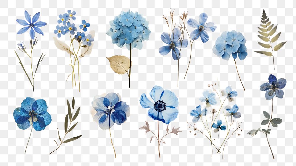 Pressed blue flowers png cut out set