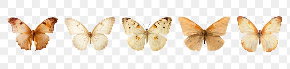 Dried butterfly png cut out element set