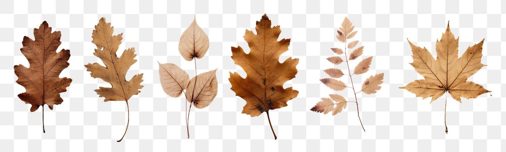 Dried leaves png cut out element set