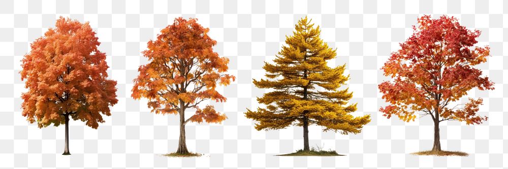 Autumn trees png cut out element set