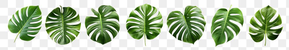 Monstera leaves png cut out element set