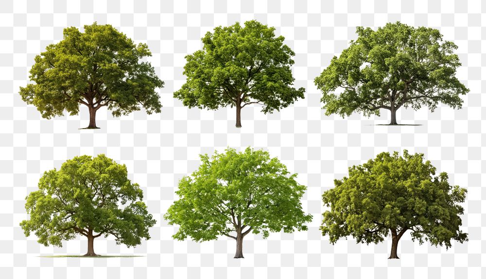 Tree png cut out element set