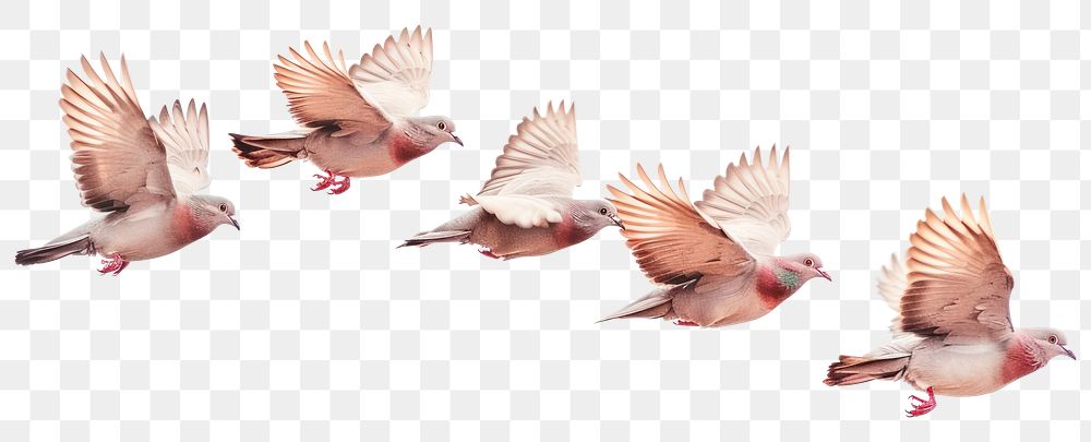 PNG Doves in flight sequence