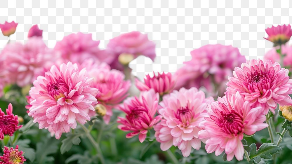 PNG Chrysanthemum flowers asteraceae outdoors blossom.