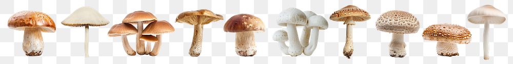 Various mushroom png cut out element set, transparent background