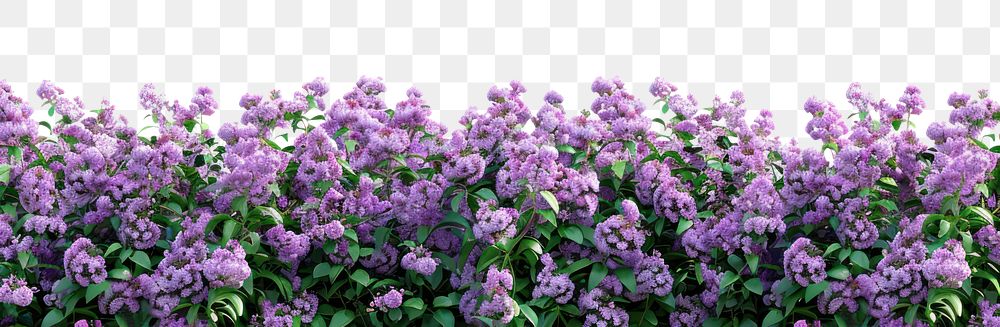 PNG Purple flowers green leaves border