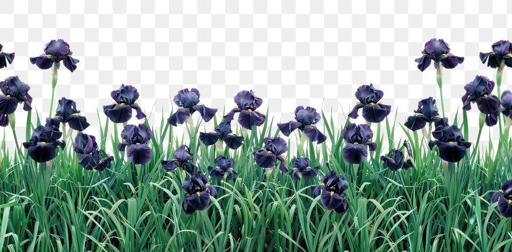 PNG Purple irises in green field