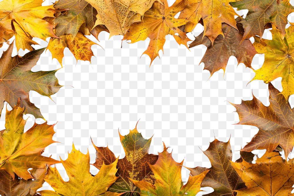 PNG Autumn leaves frame white background