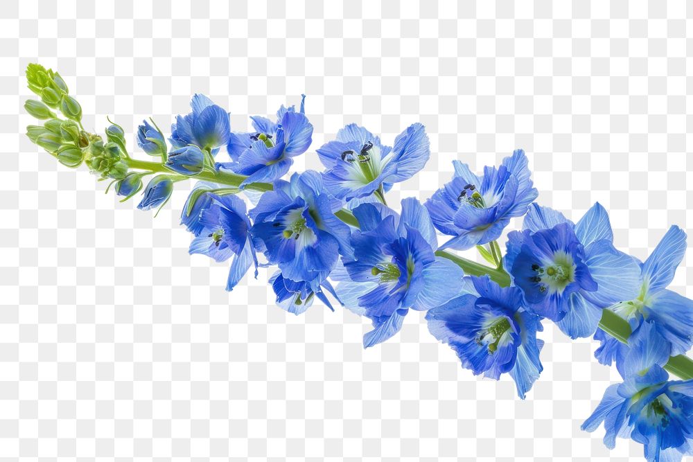 PNG Vibrant blue delphinium flowers