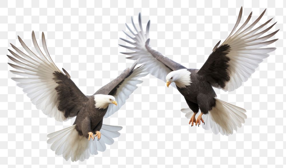 PNG Majestic bald eagles in flight