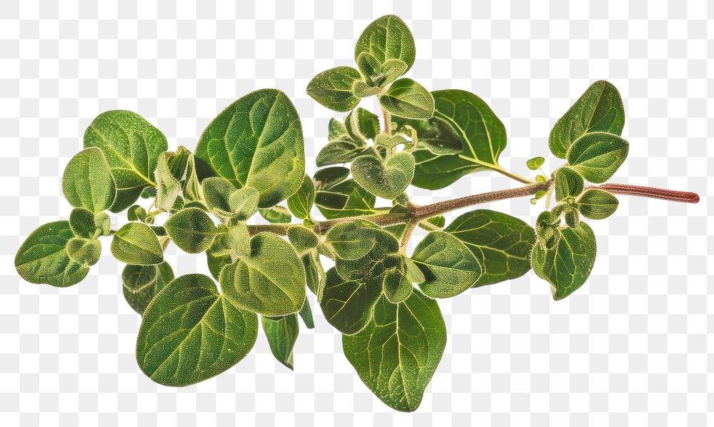 PNG Fresh oregano herb branch