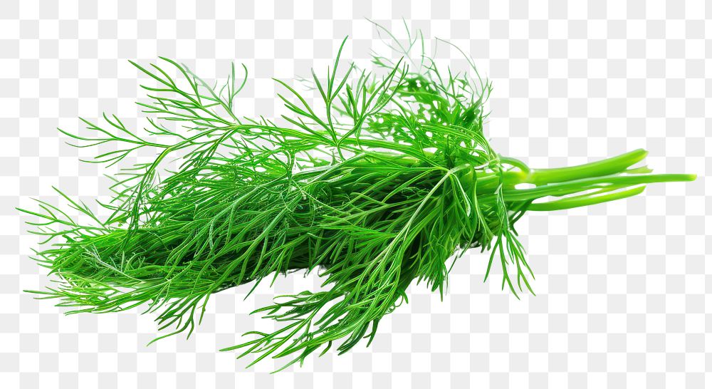 PNG Fresh green dill herb isolated