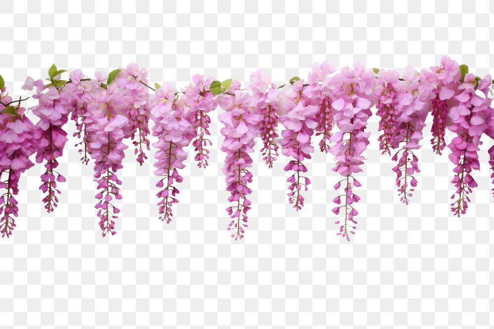 PNG Beautiful pink wisteria flowers hanging