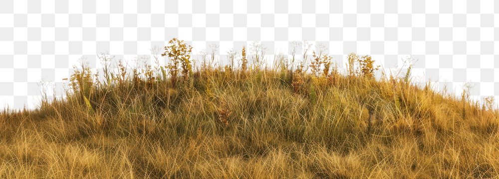 PNG Hill ground grass vegetation.