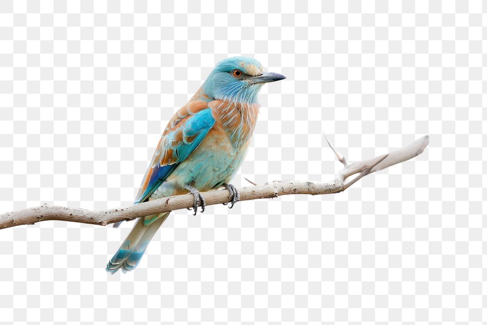 PNG Colorful bird perched branch