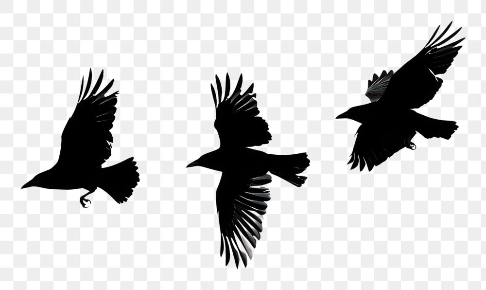 PNG Silhouetted birds in flight