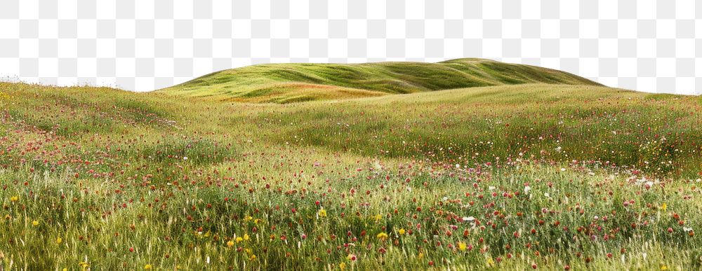PNG Serene wildflower meadow landscape