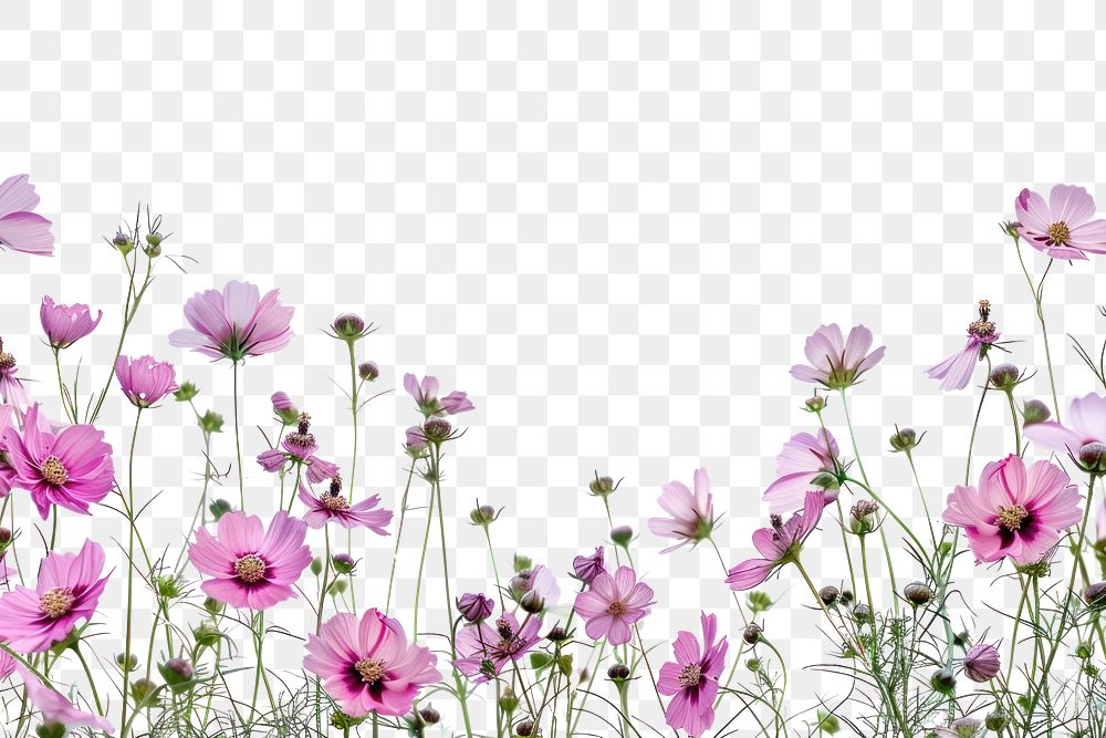 Pink cosmos flowers border