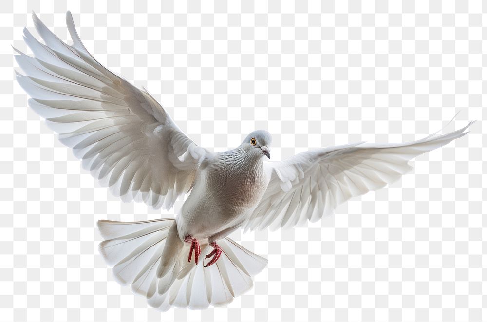 PNG Graceful white dove in flight