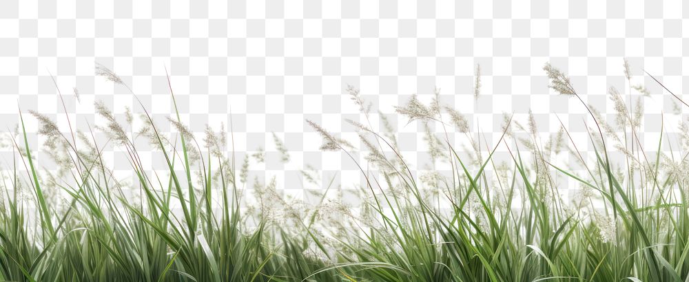 PNG  Lush green grass field background