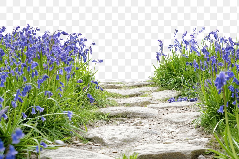 PNG  Serene stone path with bluebells