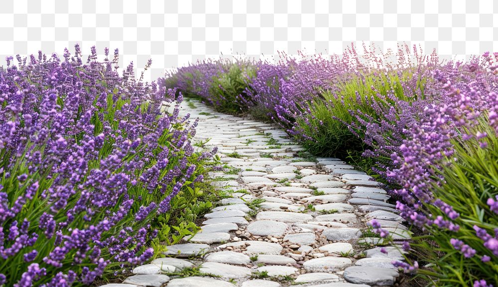 PNG  Lavender path serene nature landscape