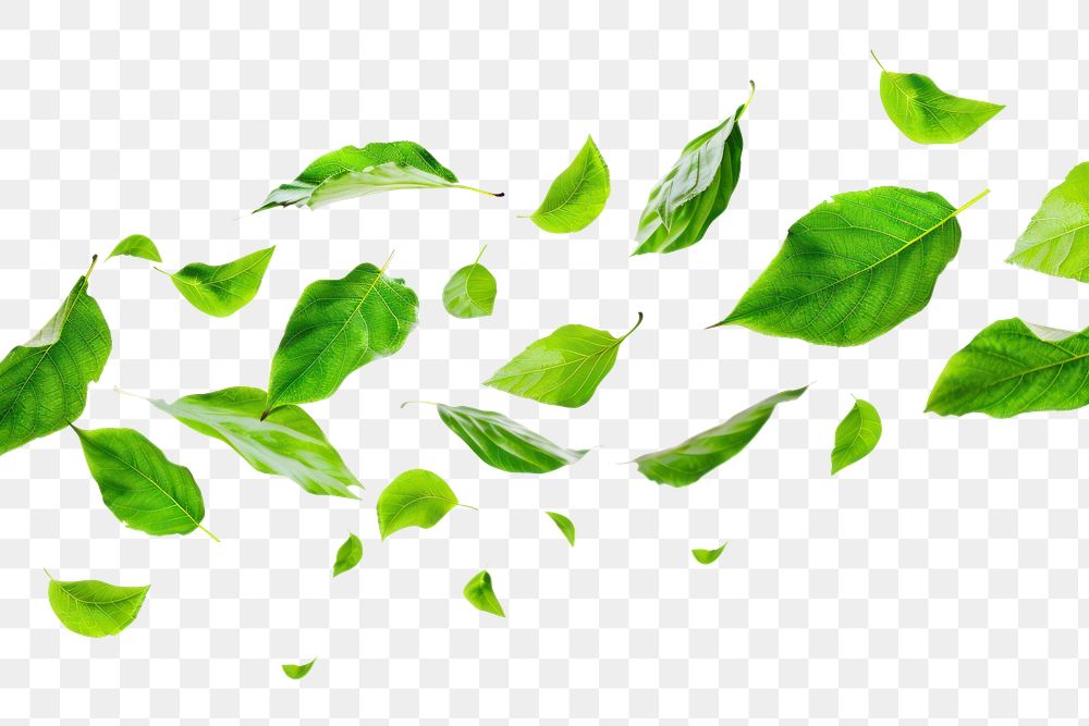 PNG  Fresh green leaves floating gracefully