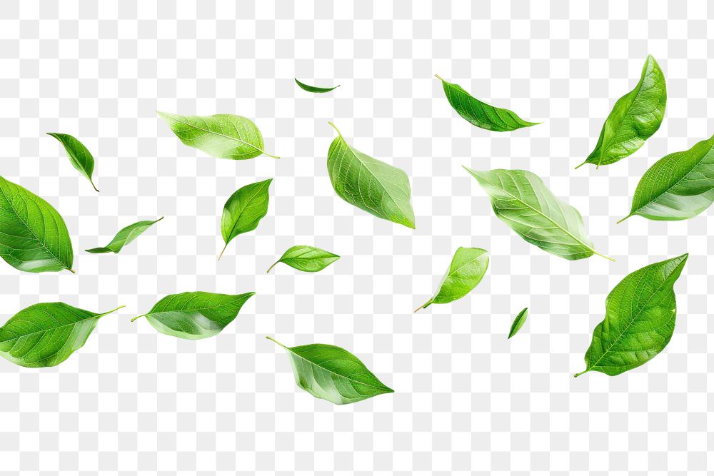 PNG  Fresh green leaves on white