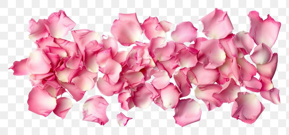 PNG Pink rose petals scattered beautifully