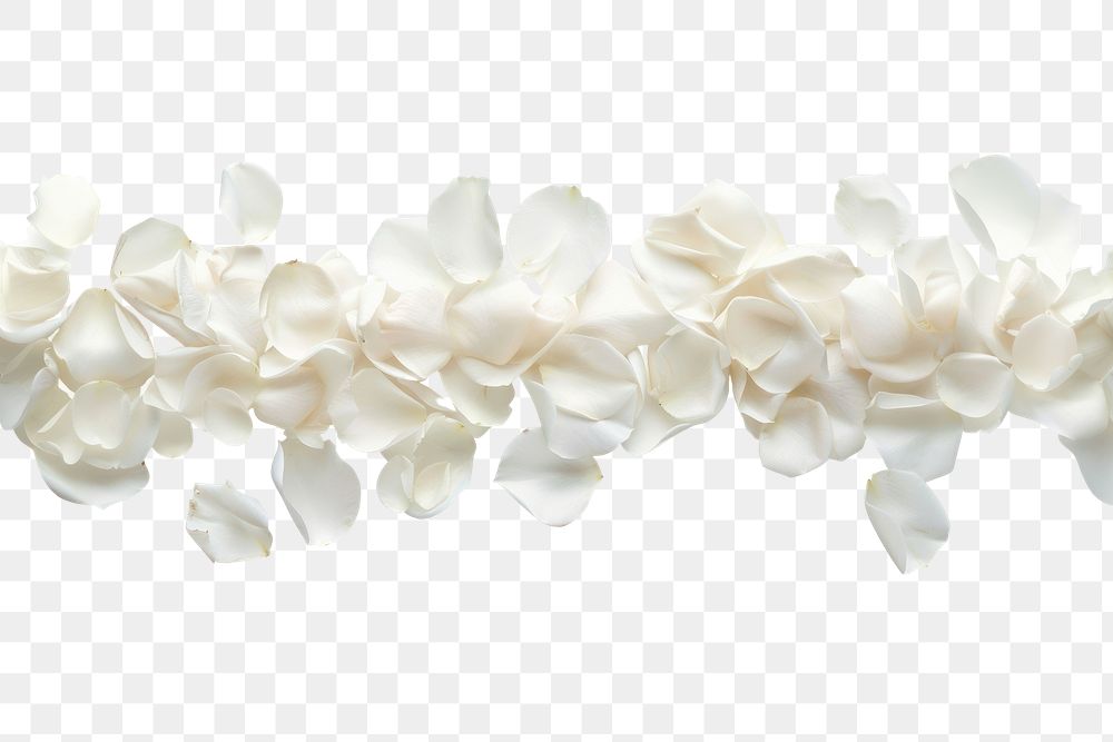 PNG Delicate white rose petals scattered