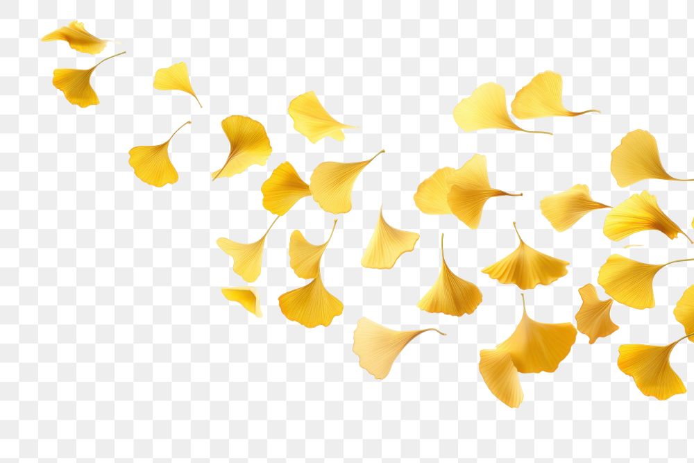 PNG Falling gingko leaves daffodil blossom flower.