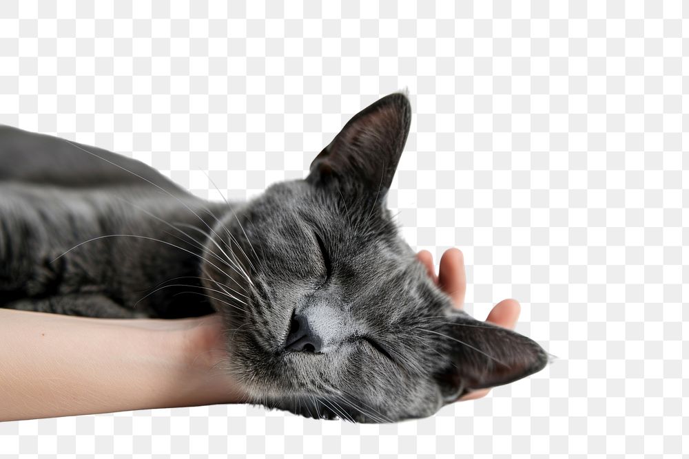 PNG Sleeping cat in gentle hand