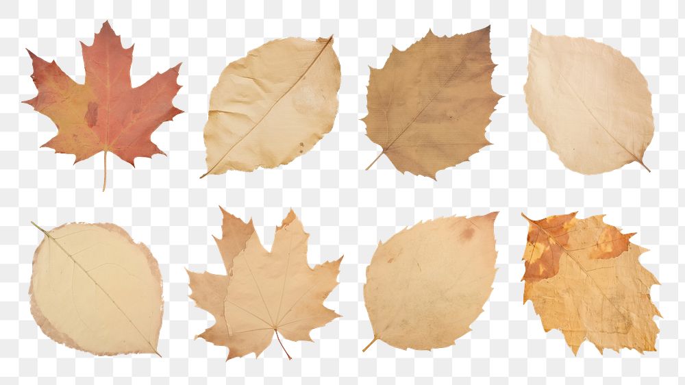 PNG Autumn leaf paper element set, transparent background