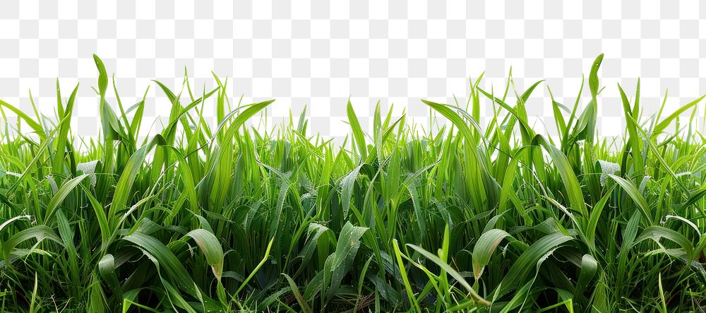 Lush green grass landscape background