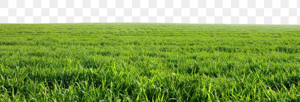 Lush green grass field landscape