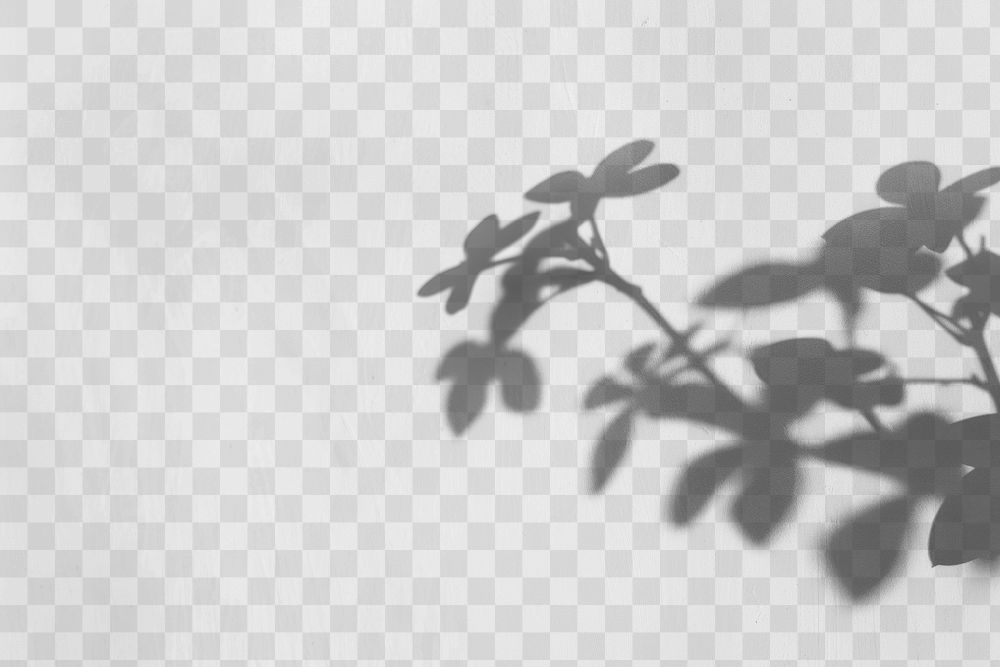 PNG  Botanical shadow on wall