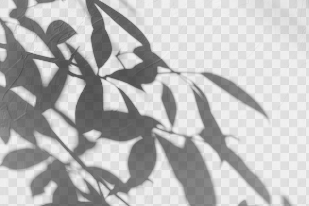 PNG  Botanical shadows on white wall