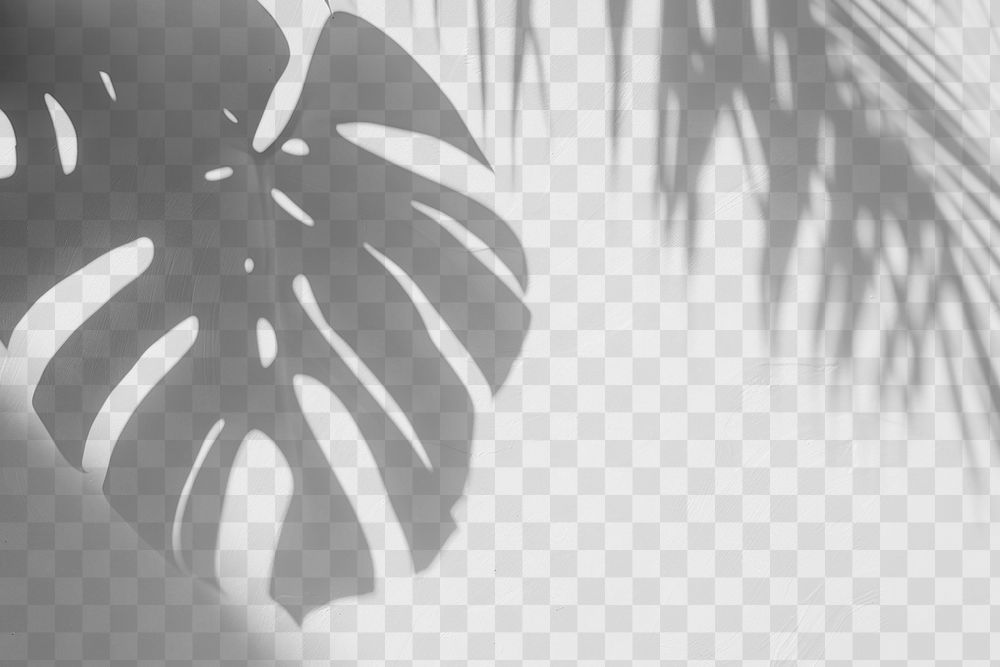 PNG  Monstera leaf shadow art