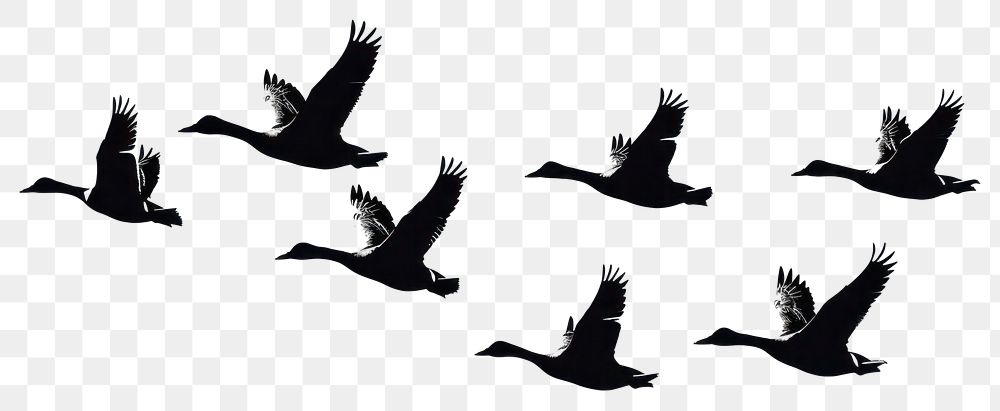 PNG Silhouette ducks flying formation