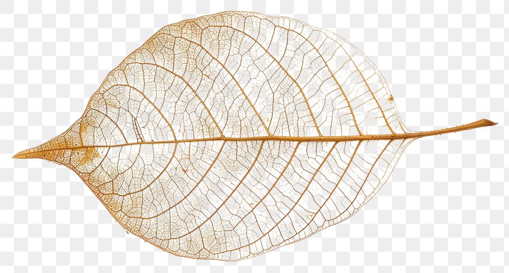 PNG Delicate skeletal leaf structure