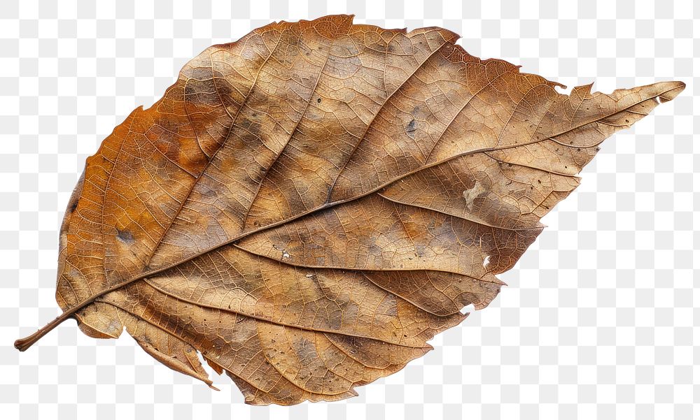 PNG Dried autumn leaf texture closeup