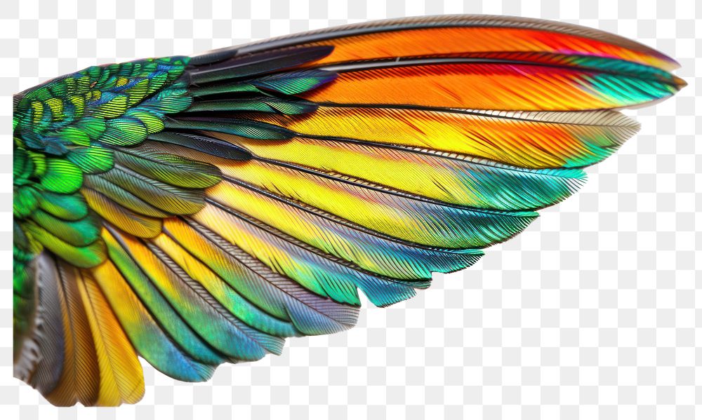 PNG Colorful bird wing feathers