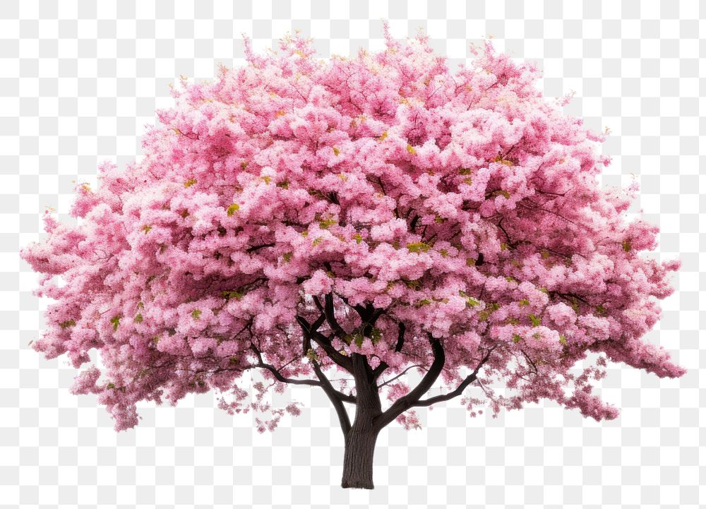 PNG Vibrant pink cherry blossom tree