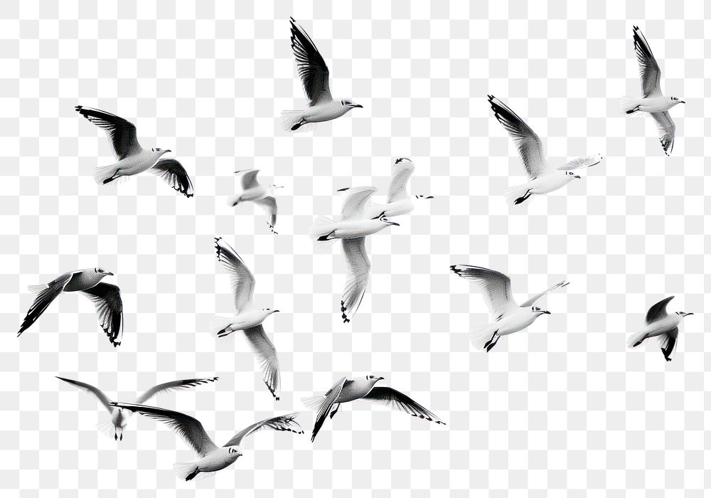 PNG  Seagulls flying in the sky