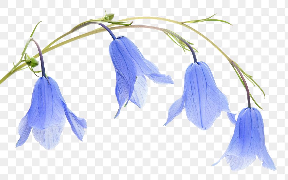 PNG Delicate blue bell flowers