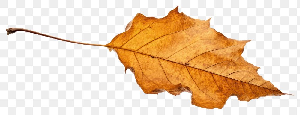 PNG Autumn leaf isolated on white