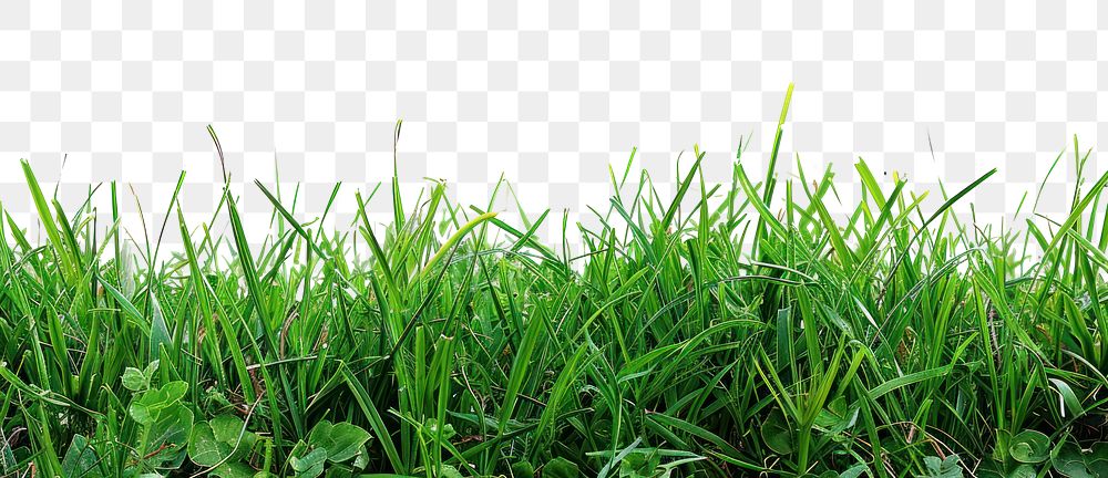 PNG Fresh green grass background