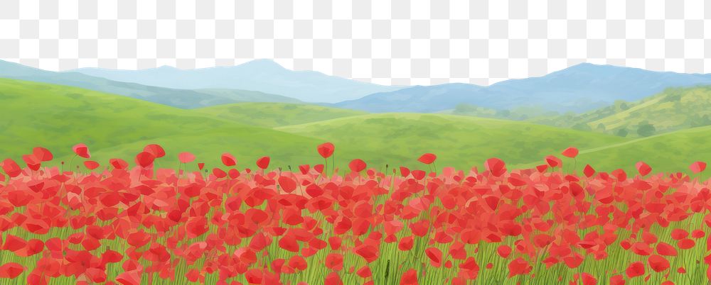 Landscape poppy field backgrounds. 