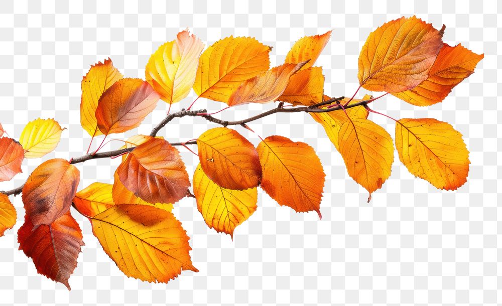 PNG Vibrant autumn leaves branch isolated